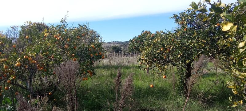 Foto 13bd6752-ba1f-49ee-b37b-11e33729af13. Casale con parcheggio in Vejer Vejer de la Frontera