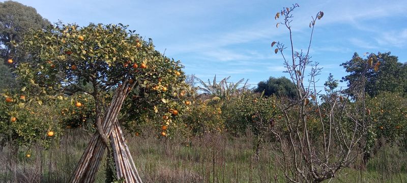 Foto 3ef4393f-3c84-4b26-b465-0025ce83ff48. Casale con parcheggio in Vejer Vejer de la Frontera