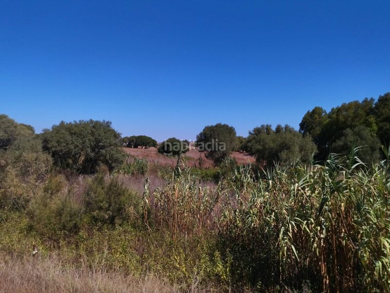 Foto 8512d374-e1b6-4cd1-b483-5cad8cb4803b. Finca rústica a Zahora Barbate