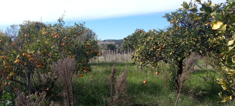 Foto 8756c007-8e3d-4421-ad2e-1f751ff2d1d9. Mas dans Vejer Vejer de la Frontera