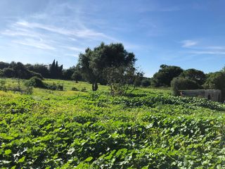 Casale in Vejer. Finca con construcciones inscritas en el registro de la propieda
