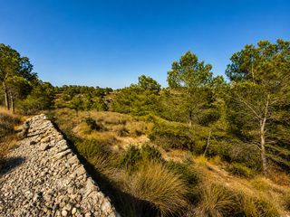Finca rústica  Partida umbria baja. Terreno en venta en el algayat