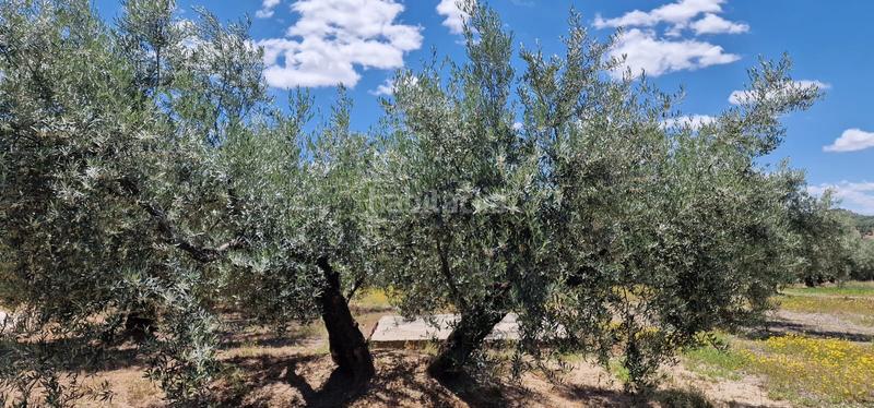 Foto 030c8161-a0bf-428b-95bb-661e5f46cba2. Landgut in Torredonjimeno