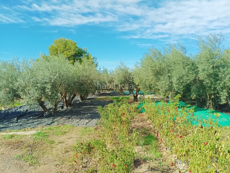 Foto 4bca250e-0e2a-480e-a159-1895de76d863. Masia amb xemeneia calefacció aparcament piscina a Albatera