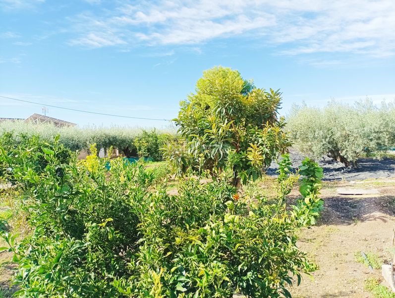 Foto bf026694-ae63-4c00-a441-8a0f50ff7062. Masia amb xemeneia calefacció aparcament piscina a Albatera
