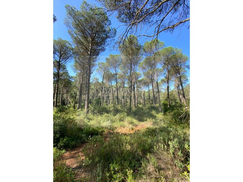 Foto d04011e8-1322-4140-a3fa-7db740e619ae. Finca rústica a Pals