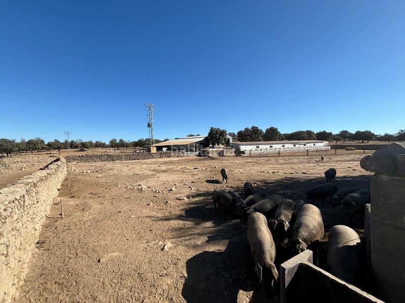 Foto 88b6d068-8a37-4b37-b094-ab24c816a789. Finca rústica venta de finca agrícola y ganadera! en Pozoblanco