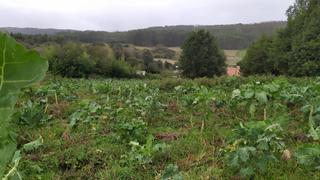 Terrain résidentiel à Malpica de Bergantiños. Se vende finca urbanizable en escras, malpica de bergantiños