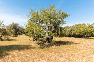 Terreny residencial a S´Horta - Cas Concos des Cavaller - Es Carritxó