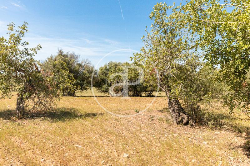 Foto 015eb7e6-397e-462a-a178-b00e8691494a. Terreno residenziale in S´Horta - Cas Concos des Cavaller - Es Carritxó Felanitx