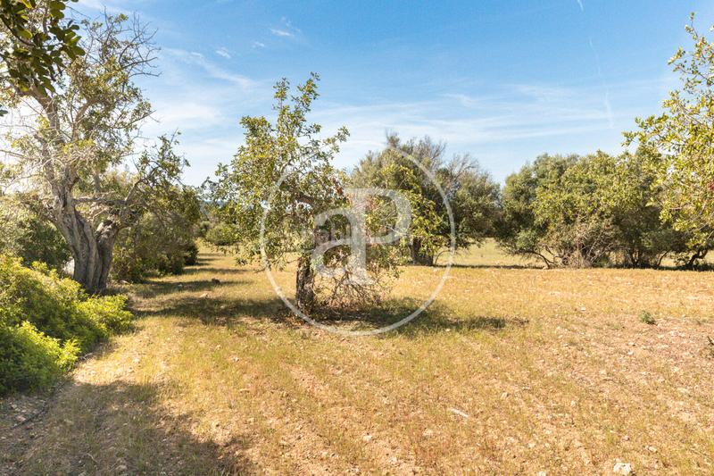 Foto 2be445ba-4481-456e-848d-30c472574257. Terreno residenziale in S´Horta - Cas Concos des Cavaller - Es Carritxó Felanitx
