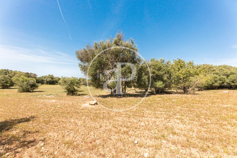 Foto 47c17f34-e37b-4bd7-aff8-618c609958d9. Terreno residenziale in S´Horta - Cas Concos des Cavaller - Es Carritxó Felanitx