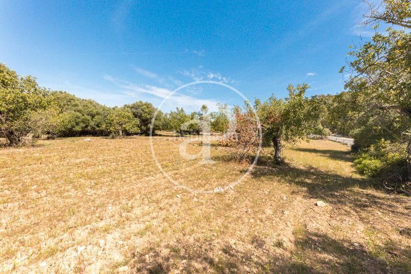 Foto 73b71feb-53f3-48d9-a577-d0ee1d57fd59. Terreno residenziale in S´Horta - Cas Concos des Cavaller - Es Carritxó Felanitx