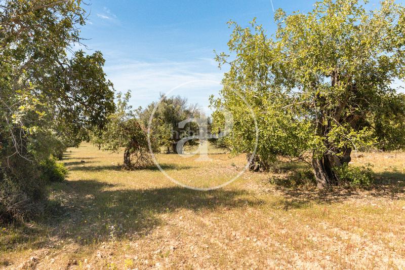 Foto e081fd40-1a25-4fff-9dd4-58ec8838a94e. Terreno residenziale in S´Horta - Cas Concos des Cavaller - Es Carritxó Felanitx