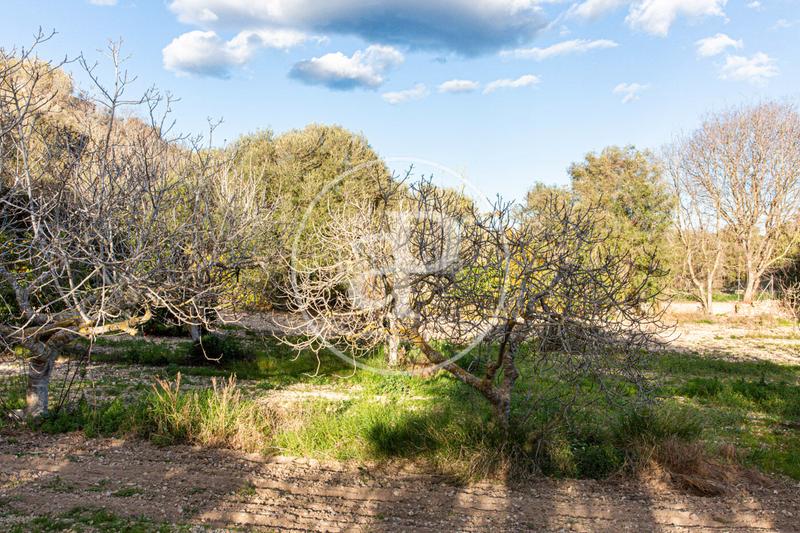 Foto 036f770f-a4de-404d-8641-3e4f3efcf5e2. Terreny residencial a Santa Margalida poble Santa Margalida