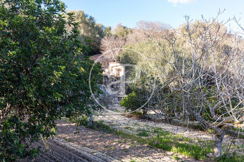 Foto 3145c649-97fb-44a3-bf8f-fd5115165736. Terreny residencial a Santa Margalida poble Santa Margalida