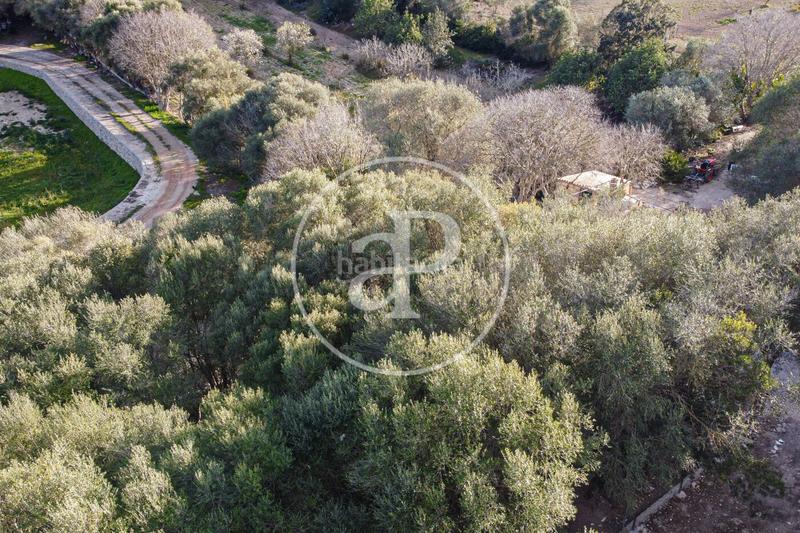 Foto 5f1a72b8-d0f3-4fcf-835c-816698f2025c. Terreny residencial a Santa Margalida poble Santa Margalida