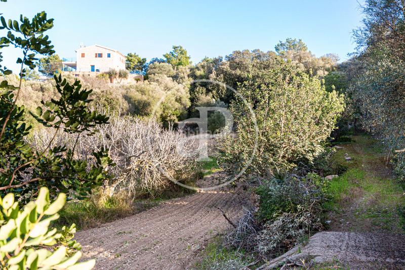 Foto ee1381be-7306-4ed2-a416-d520b16a0894. Terreny residencial a Santa Margalida poble Santa Margalida