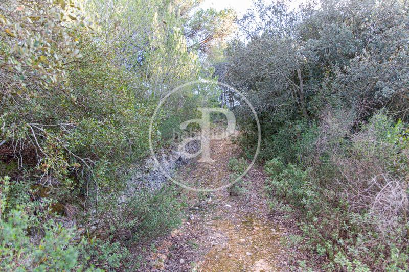 Foto da6bd784-6478-4dd1-9301-39989d6dd614. Terrain résidentiel dans Santa Margalida poble Santa Margalida