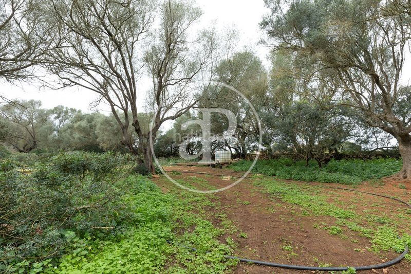 Foto 0c1563ec-76f5-4b5f-829b-91da5a999129. Terreny residencial a Felanitx poble Felanitx