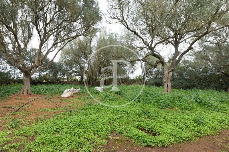 Foto 0f674ec9-277b-4c2e-b77d-d31ebe23bff0. Terreny residencial a Felanitx poble Felanitx