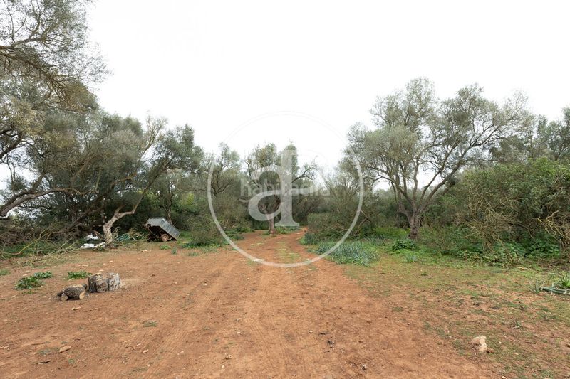 Foto 13018da8-e805-42a9-8284-b8b59f2bb687. Terreny residencial a Felanitx poble Felanitx