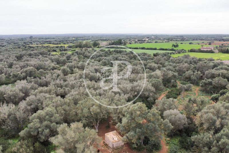 Foto 1d8b54de-8346-4630-8c8d-88df342ce988. Terreny residencial a Felanitx poble Felanitx