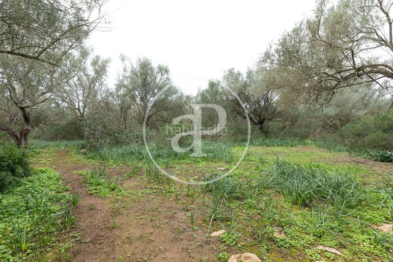 Foto 43f8b488-170f-4f02-b3c5-b0c7a5bd7298. Terreny residencial a Felanitx poble Felanitx