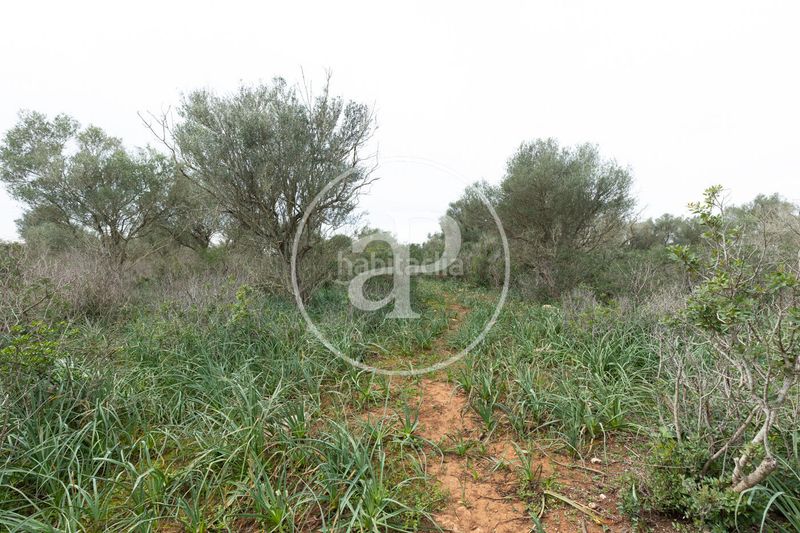 Foto 65ff97f5-6e2e-467b-9dfd-7def3a0271fd. Terreny residencial a Felanitx poble Felanitx
