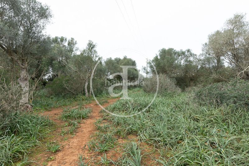 Foto 90c6aa1f-3e1f-46a0-885c-1cfa1ac4baf2. Terreny residencial a Felanitx poble Felanitx