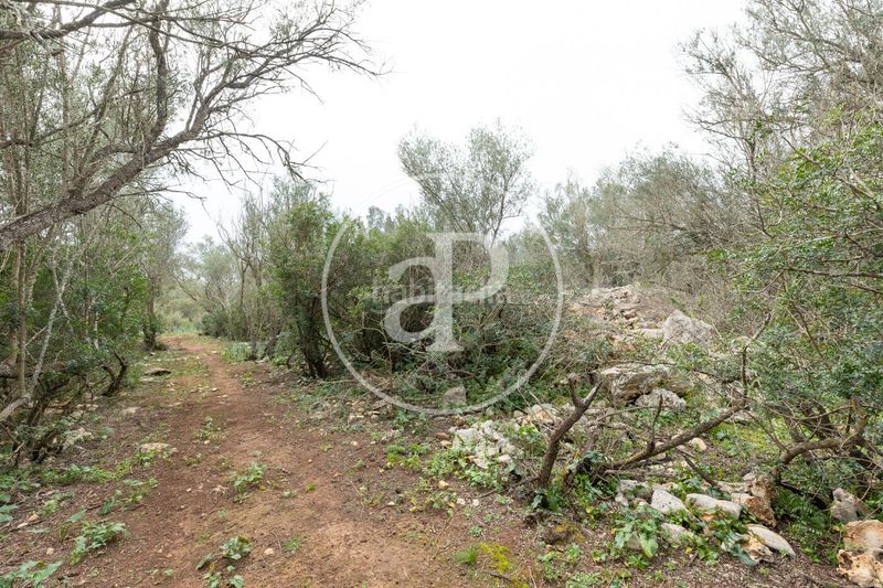 Foto f35909bb-7762-4a3e-b722-8837f45d9f56. Terreny residencial a Felanitx poble Felanitx