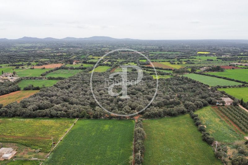 Foto f971219f-27fe-44e6-9d27-517c9f7786a1. Terreny residencial a Felanitx poble Felanitx