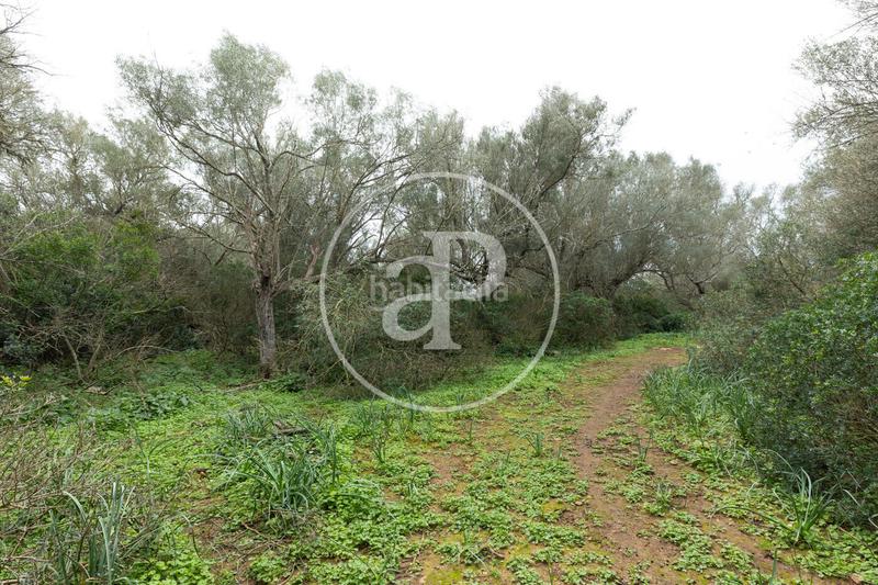 Foto 30bfcfab-5482-4e9a-9c1c-d7093decb48f. Terreno residencial en Felanitx poble Felanitx