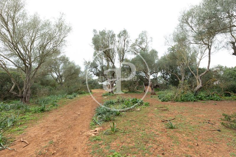 Foto 7e562d74-5801-4594-b2d6-f13c5b8303ea. Terreno residencial en Felanitx poble Felanitx