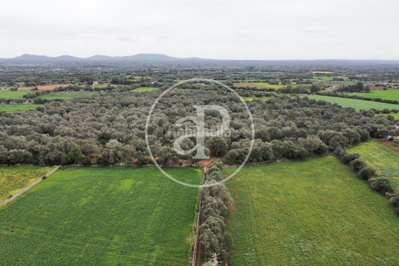 Foto 906eb9c1-df8b-412f-a643-4d0d5693b7cd. Terreno residencial en Felanitx poble Felanitx