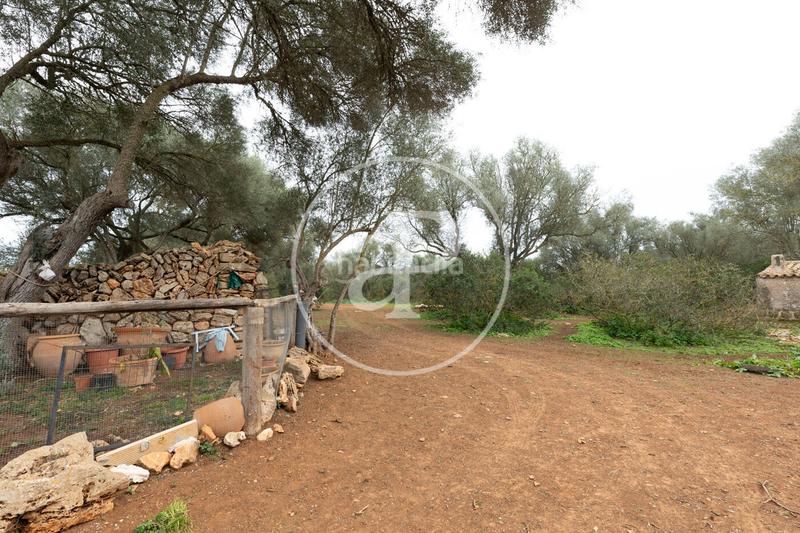 Foto 65a709cf-7bf0-47d1-85f2-0456f60a4eed. Terrain résidentiel dans Felanitx poble Felanitx