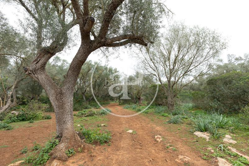 Foto 6d92f133-181b-4419-b7d4-9a7442fb5e00. Terrain résidentiel dans Felanitx poble Felanitx