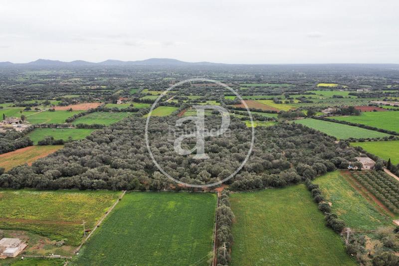 Foto f971219f-27fe-44e6-9d27-517c9f7786a1. Terrain résidentiel dans Felanitx poble Felanitx