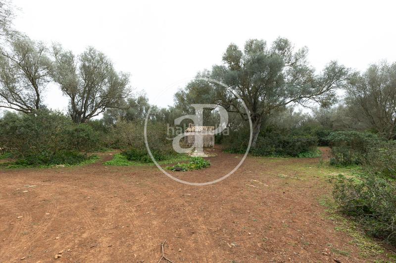 Foto 0aa5247e-05ac-4705-b4a1-f72a4e6accad. Terreno residenziale in Felanitx poble Felanitx