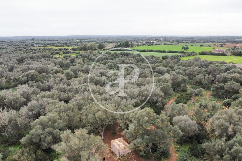 Foto 1d8b54de-8346-4630-8c8d-88df342ce988. Terreno residenziale in Felanitx poble Felanitx