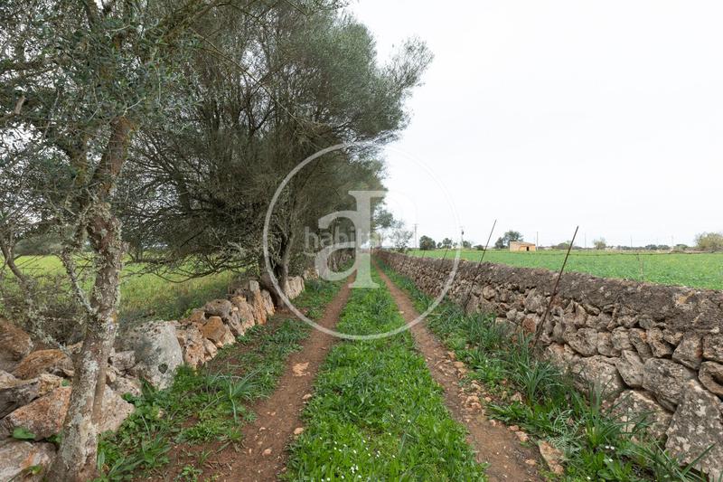 Foto 2109e787-0965-4143-b2b2-7a497594ac09. Terreno residenziale in Felanitx poble Felanitx