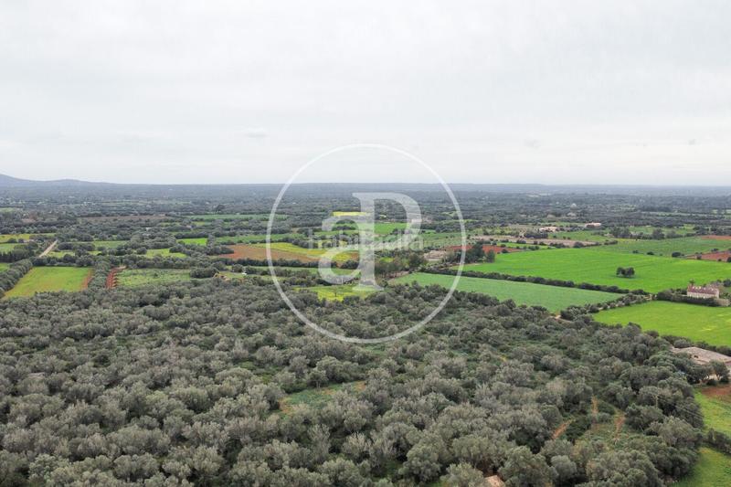 Foto 54298322-70c4-48dc-b719-db29518ba10d. Terreno residenziale in Felanitx poble Felanitx