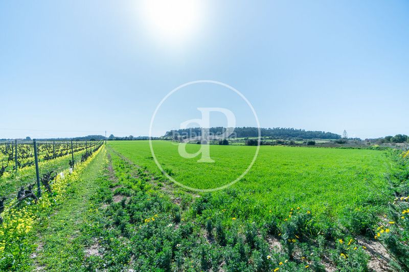 Foto 4f4cef67-9147-4c57-869d-4a62bc5a369c. Terreny residencial a Porreres