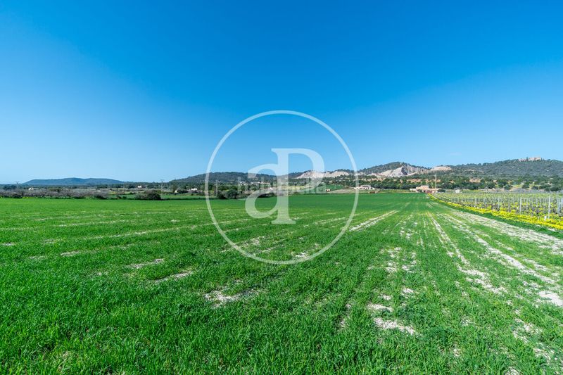Foto 56476b49-01b3-4a4c-ac4f-c673da37c37a. Terreny residencial a Porreres