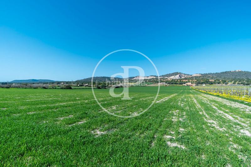 Foto 56476b49-01b3-4a4c-ac4f-c673da37c37a. Terreny residencial a Porreres