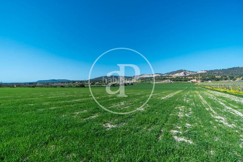 Foto 0388760d-bc93-4782-9788-5477237192f4. Terrain résidentiel dans Porreres