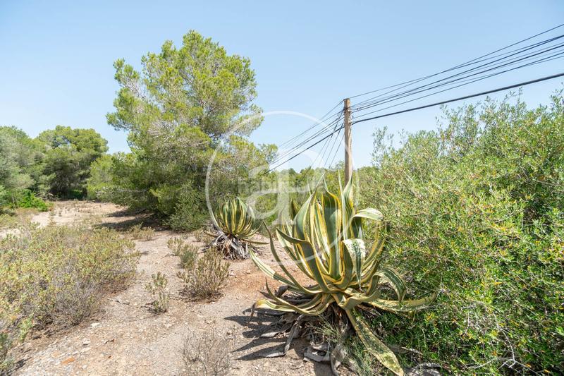 Foto 82f8c1e1-8784-4283-bad1-3f1bbe8ce68d. Terreno residenziale in S´Horta - Cas Concos des Cavaller - Es Carritxó Felanitx