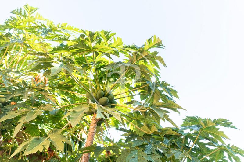 Foto 385b1043-8242-4266-ad1f-b48455177e5b. Casa a schiera in Son Espanyolet Palma de Mallorca