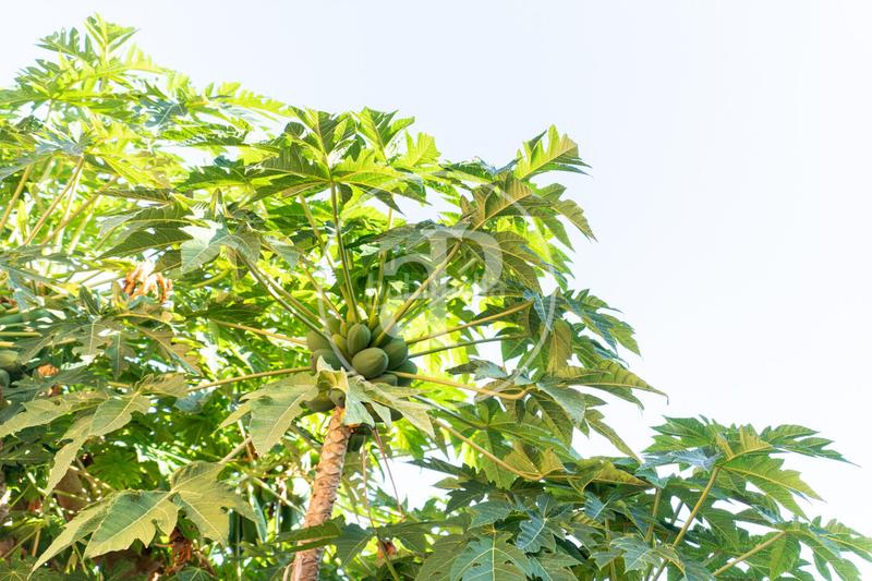 Foto 4c8f9826-5437-4f75-92b7-03b7bb56e10d. Casa a schiera in Son Espanyolet Palma de Mallorca