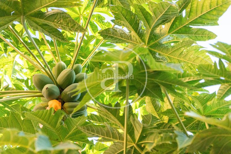 Foto f660ae6c-c0b0-4033-bcdd-817eadbeb1ac. Casa a schiera in Son Espanyolet Palma de Mallorca